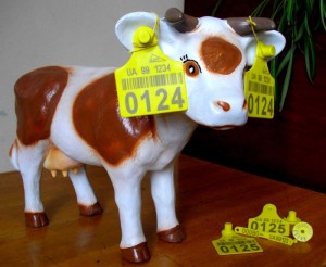 Ця корова може мандрувати цілим світом без обмежень!